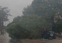 Κακοκαιρία Bora: Εκατοντάδες κλήσεις στην Πυροσβεστική για πτώσεις δέντρων – Έκλεισε η Λεωφ. Στρατού στη Θεσσαλονίκη