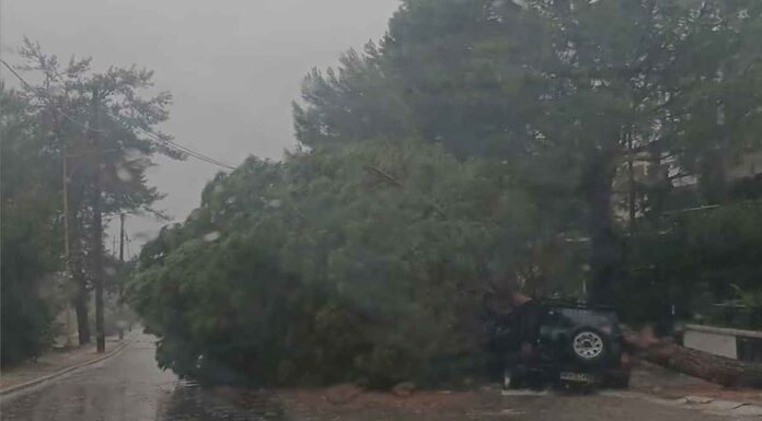 Κακοκαιρία Bora: Εκατοντάδες κλήσεις στην Πυροσβεστική για πτώσεις δέντρων – Έκλεισε η Λεωφ. Στρατού στη Θεσσαλονίκη