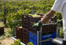 Επανέρχεται η συζήτηση για την Κοινή Αγροτική Πολιτική: Η θέση της Ελλάδας -Τι σημαίνει για τη χώρα μας εάν εφαρμοστεί