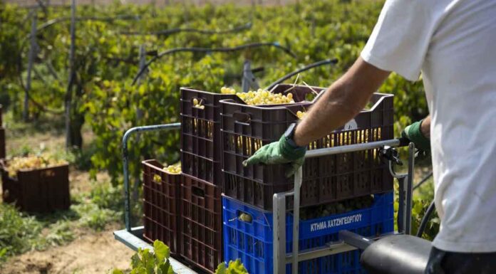 Επανέρχεται η συζήτηση για την Κοινή Αγροτική Πολιτική: Η θέση της Ελλάδας -Τι σημαίνει για τη χώρα μας εάν εφαρμοστεί