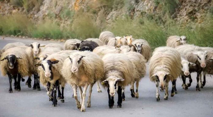 ΚρητΟΠΕΚΕΠΕ: Σοβαρή απάτη με ανύπαρκτα ζώα και οικογενειακές μεταβιβάσεις στην Κρήτηη