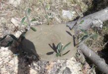 Η καλύτερη εποχή για το μπόλιασμα, είναι τέλη του Μάρτη και αρχές του Απρίλη Η καλύτερη εποχή για το μπόλιασμα