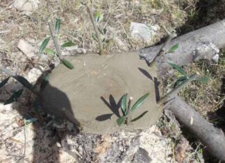 Η καλύτερη εποχή για το μπόλιασμα, είναι τέλη του Μάρτη και αρχές του Απρίλη Η καλύτερη εποχή για το μπόλιασμα