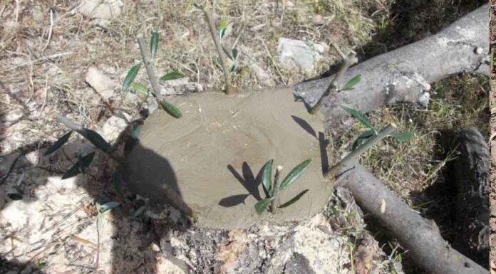 Η καλύτερη εποχή για το μπόλιασμα, είναι τέλη του Μάρτη και αρχές του Απρίλη Η καλύτερη εποχή για το μπόλιασμα