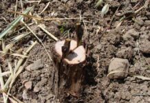 Μπόλιασμα Κλήματος Αμπελιού (grafting a vineyard) Έτσι μπολιάζουμε το αμπέλι