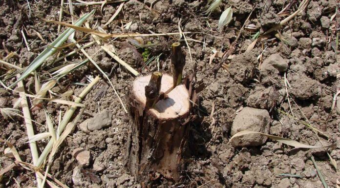 Μπόλιασμα Κλήματος Αμπελιού (grafting a vineyard) Έτσι μπολιάζουμε το αμπέλι