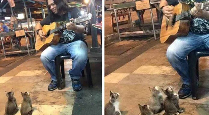 Άντρας έπαιζε μουσική μόνος του στον δρόμο και όλοι τον αγνοούσαν. Μέχρι που εμφανίστηκαν αυτά τα 4 γατάκια