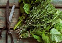 Πώς αποξηραίνουμε αρωματικά φυτά και βότανα Πώς αποξηραίνουμε αρωματικά φυτά και βότανα