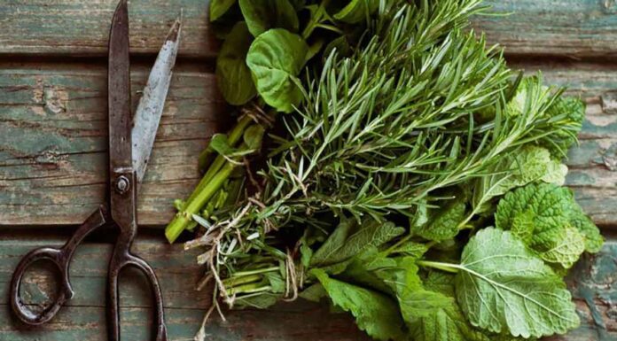 Πώς αποξηραίνουμε αρωματικά φυτά και βότανα Πώς αποξηραίνουμε αρωματικά φυτά και βότανα