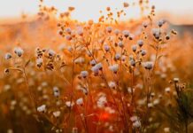 Καιρός: «Καλοκαίρι» μέσα στον Μάρτιο – Θερμή εισβολή, αφρικανική σκόνη και ρεκόρ ζέστης στην Κρήτη