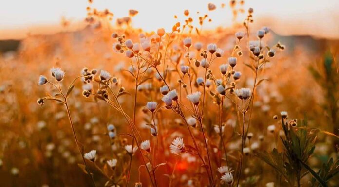 Καιρός: «Καλοκαίρι» μέσα στον Μάρτιο – Θερμή εισβολή, αφρικανική σκόνη και ρεκόρ ζέστης στην Κρήτη