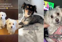 Το νέο trend στο ελληνικό TikTok – Η αντίδραση των σκυλιών στη λέξη «βόλτα» σε τραγούδι της Λιόλιου