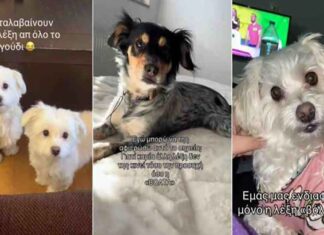 Το νέο trend στο ελληνικό TikTok – Η αντίδραση των σκυλιών στη λέξη «βόλτα» σε τραγούδι της Λιόλιου