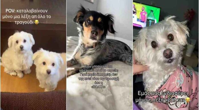 Το νέο trend στο ελληνικό TikTok – Η αντίδραση των σκυλιών στη λέξη «βόλτα» σε τραγούδι της Λιόλιου