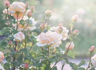 Πώς να κάνετε μια τριανταφυλλιά να φουντώσει -4 τρόποι για εντυπωσιακά λουλούδια Πώς να κάνετε μια τριανταφυλλιά να φουντώσει